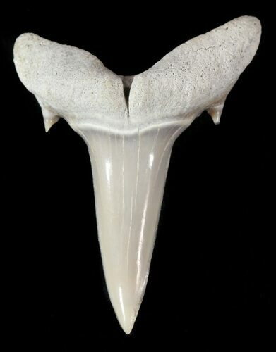 Fossil Sand Shark (Odontaspis) Tooth - Lee Creek, NC #47681